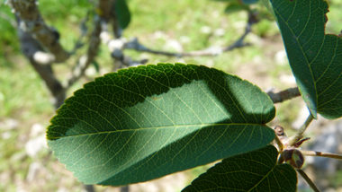 Petites feuilles alternes vert clair sur la face supérieure. Forme ovale dentée. Agrandir dans une nouvelle fenêtre (ou onglet)